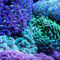 Structure of the Arctic Ocean