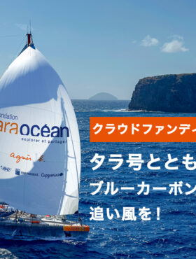 Tara JAMBIO ブルーカーボンプロジェクトを加速させるクラウドファンディングを開始