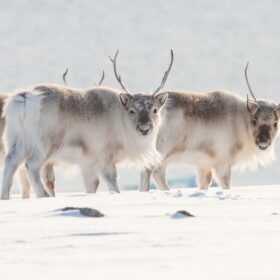 北極  氷に覆われた、知られざる生物多様性の大地