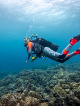 なぜサンゴは、長いあいだ科学者たちを悩ませたの？